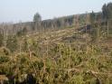 Bilder Kyrill 020